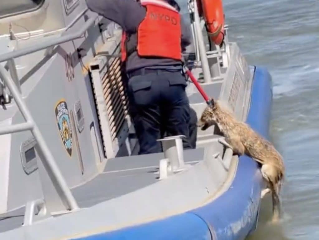 The coyote was pulled from the East River by an Harbor Unit officer | NYPD