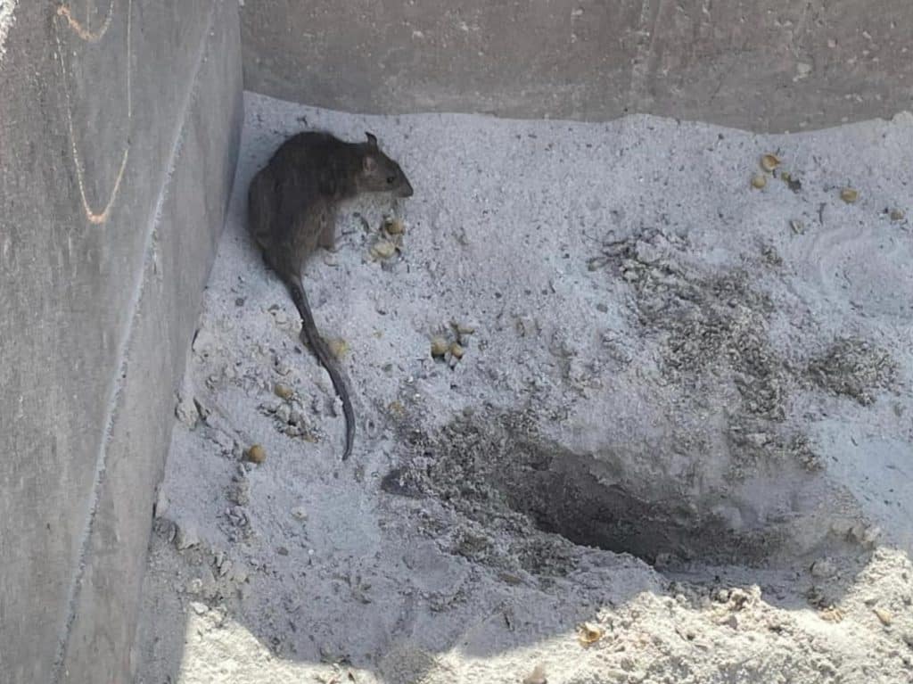 Gina Scott spotted the rat inside the sandbox at John Jay Park on the Upper East Side | Gina Scott via Facebook