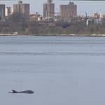 The dolphin was spotted in the East River near East 92nd Street on the Upper East Side | Josh Scheer