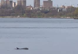 The dolphin was spotted in the East River near East 92nd Street on the Upper East Side | Josh Scheer