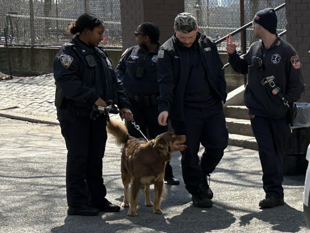 The suspect's brown dog was taken into custody by police | Upper East Site