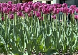 The annual Park Avenue Tulip Dig returns to the Upper East Side later this month | Upper East Site