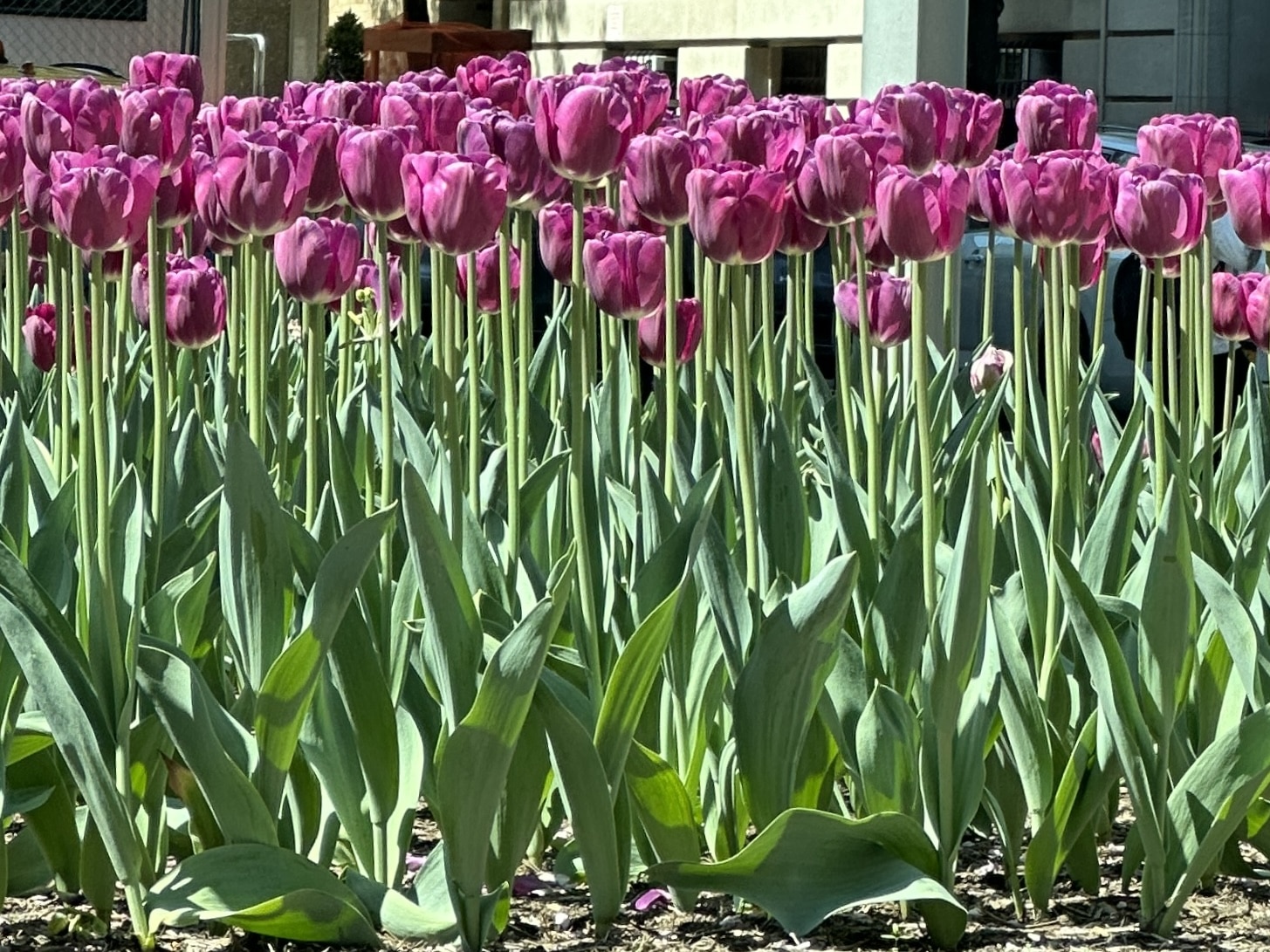 The annual Park Avenue Tulip Dig returns to the Upper East Side later this month | Upper East Site