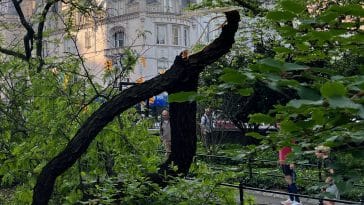 The massive tree branch that fell in Central Park dwarfs the park-goers standing nearby | Upper East Site