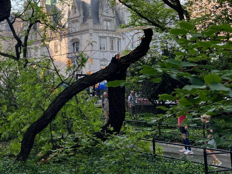 The massive tree branch that fell in Central Park dwarfs the park-goers standing nearby | Upper East Site