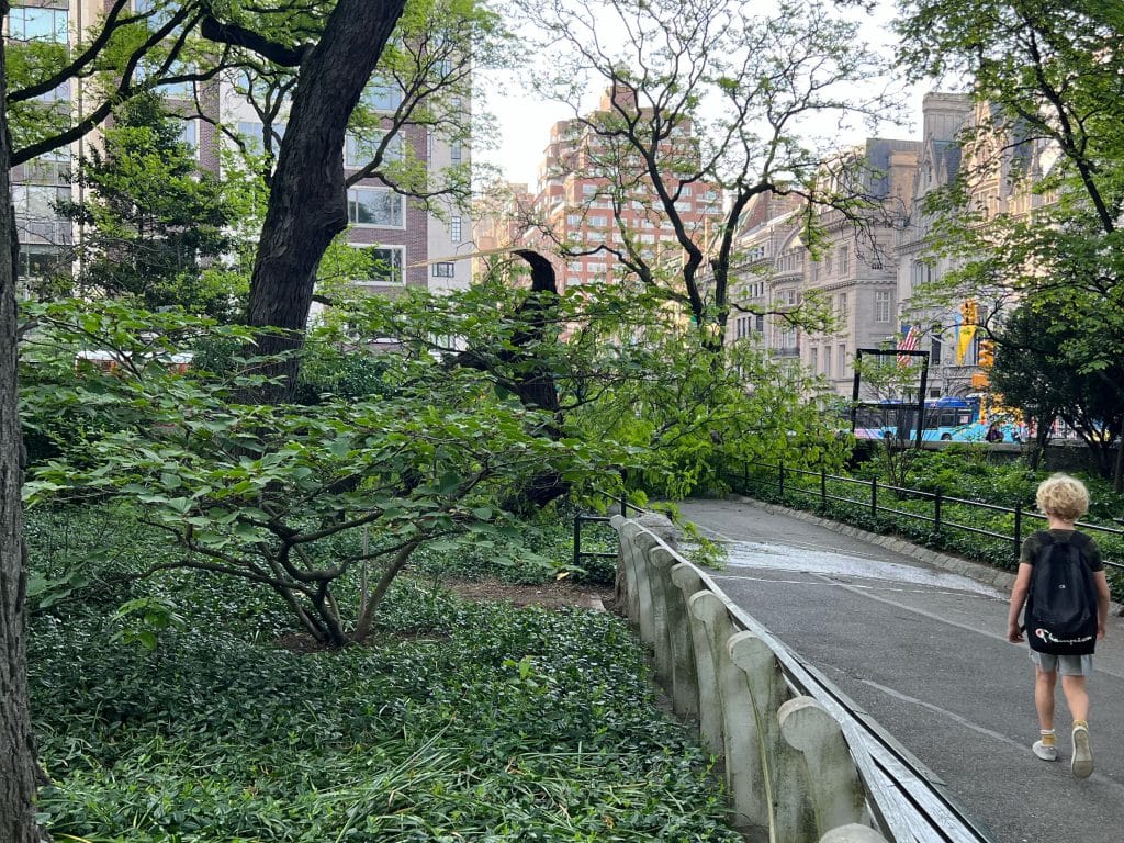 No one was under the tree when the branch fell Friday morning | Upper East Site
