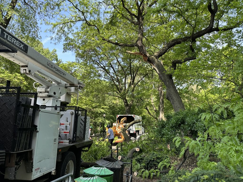 Central Park Conservancy crews worked to remove the fallen tree branch | Upper East Site