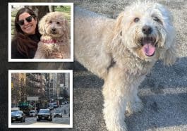 Dozens of Upper East Siders have formed search parties and fanned out across the neighborhood to find Rosie, who has been missing since Saturday | Shira Meged, Upper East Site