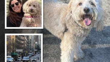 Dozens of Upper East Siders have formed search parties and fanned out across the neighborhood to find Rosie, who has been missing since Saturday | Shira Meged, Upper East Site
