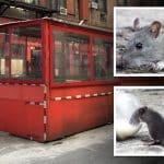Composite shows a red outdoor dining shed. Inset are two stock photos of rats.