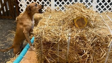 Photo shows a brown dog searching for a yellow tube in a bale of hay.