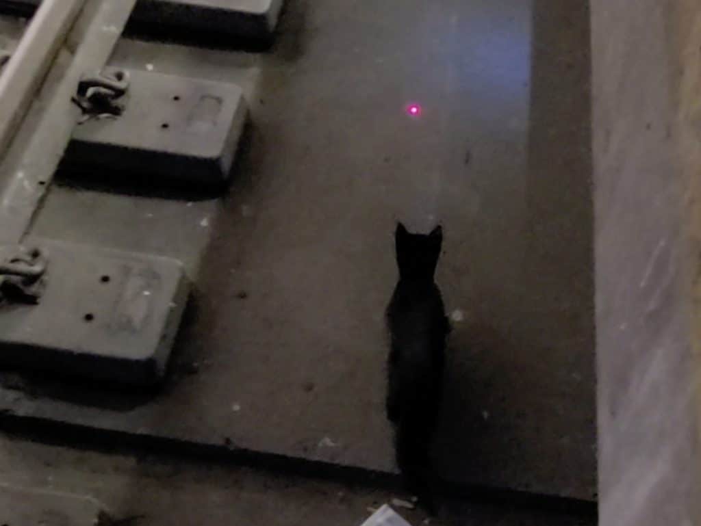 Photo shows a small black cat walking on the subway trackbed toward a laser's red dot.