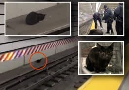 Composite shows far away and up-close views of a cat on subway tracks, as well as photos of police officers attempting to rescue the cat and the cat after being rescued.