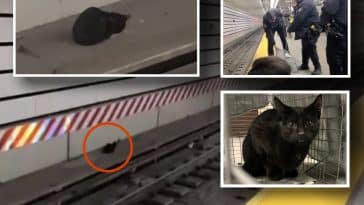 Composite shows far away and up-close views of a cat on subway tracks, as well as photos of police officers attempting to rescue the cat and the cat after being rescued.