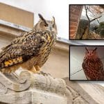 Composite shows a large brown owl perched on a building. Inset photos show the owl's zoo enclosure and an image of owl on the sidewalk at night after his escape.