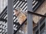 Photo shows a close-up of a large brown owl on a fire escape.