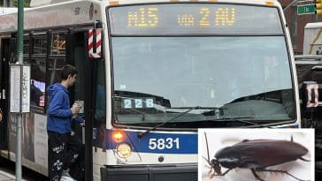 Composite shows an MTA bus with an inset photo of a cockroach.