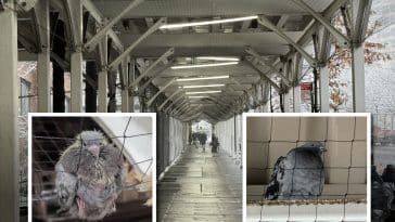 Composite shows a long section of sidewalk shed with netting on the underside. Inset are photos of a fledgling trapped in the netting and pigeon on a beam inside the netting.