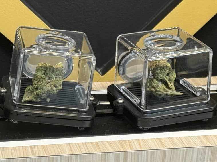 Photo shows two clear plastic cubes with flower cannabis inside.