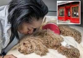 Composite shows a woman grieving over a dying dog. Inset photo shows a red storefront for a French children’s bookstore.