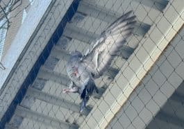 Photo shows a panicked pigeon trying to escape netting under a sidewalk shed.